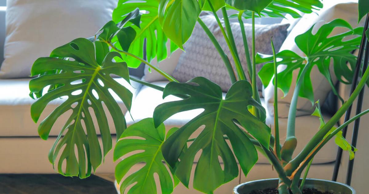 Monstera - top Fensterblatt